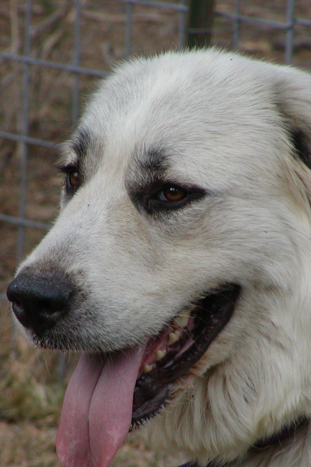 Портрет большой пиренейской собаки