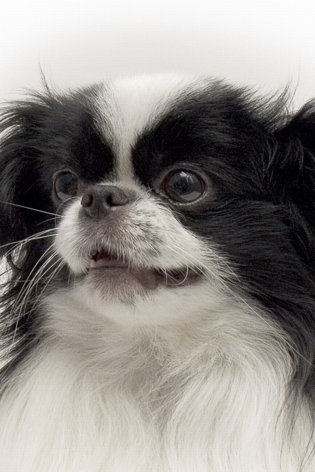 Портрет японского хина