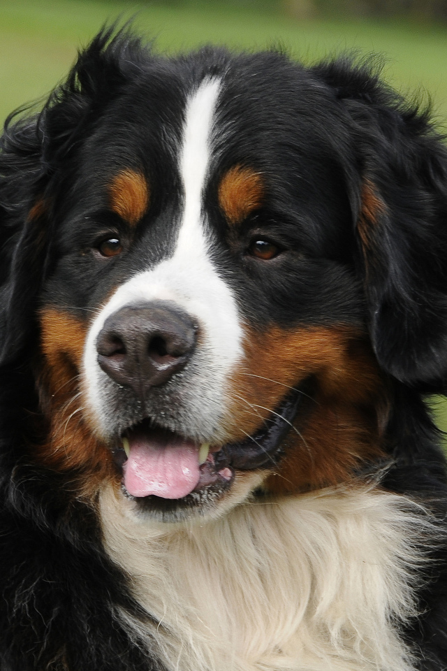 Портрет красивой бернской пастушьей собаки на фоне травы