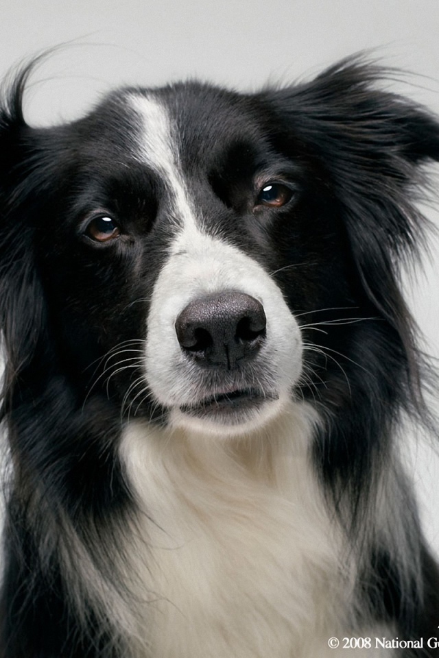 Портрет красивой бордер-колли на сером фоне