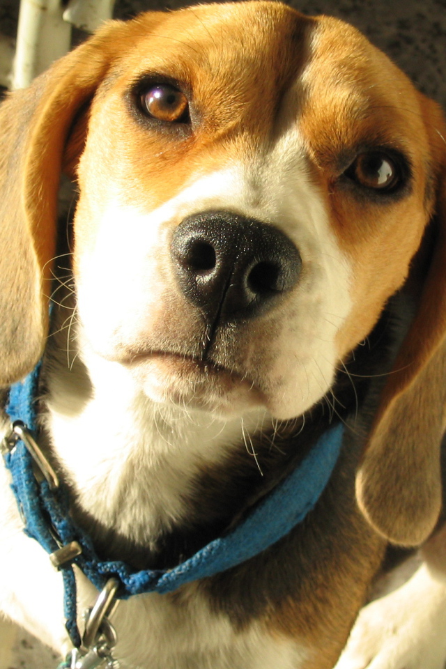 Портрет красивой собаки породы бигль