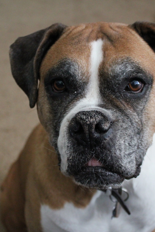 Портрет симпатичного боксёра