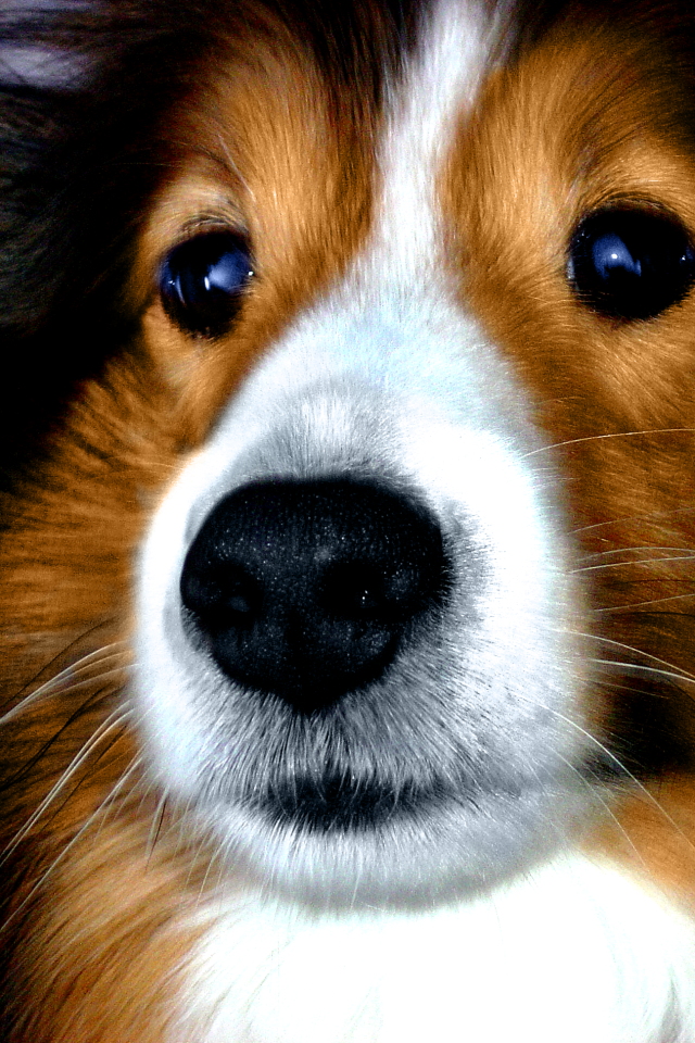 Портрет милой собаки породы шелти