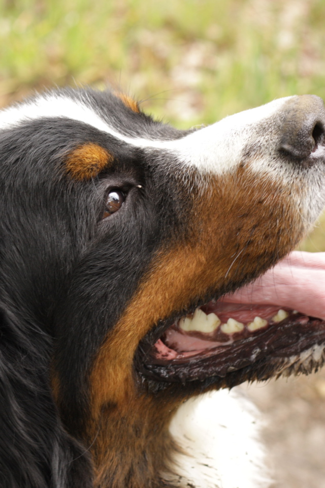 Портрет счастливой бернской пастушьей собаки