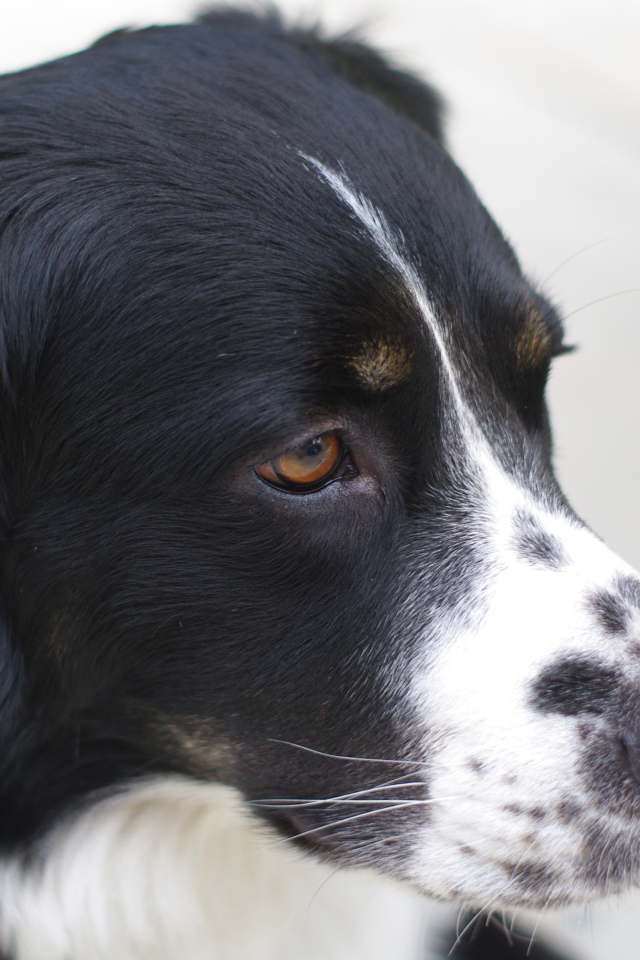 Портрет серьёзной бернской пастушьей собаки