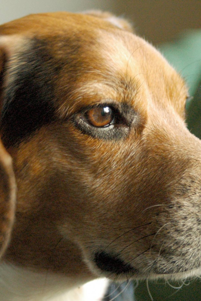 Портрет серьезной собаки породы бигль