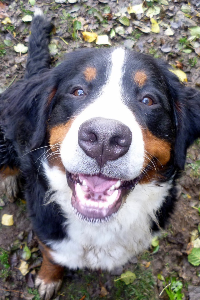 Портрет улыбающейся бернской пастушьей собаки
