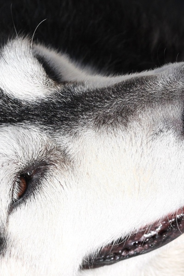 Портрет аляскинского маламута