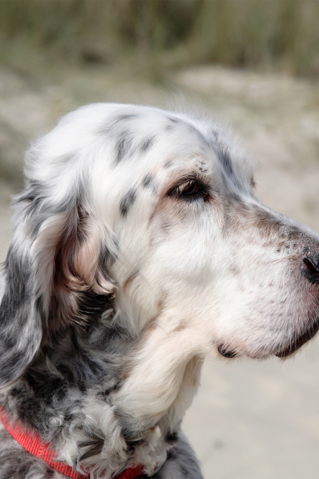 Портрет английского сеттера