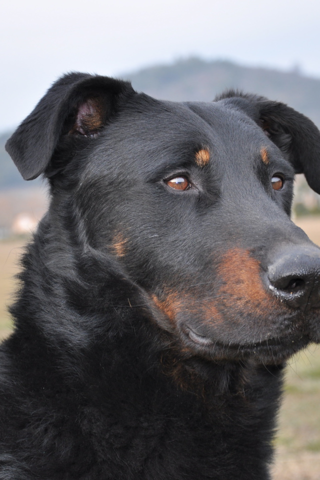 Портрет взрослого босерона