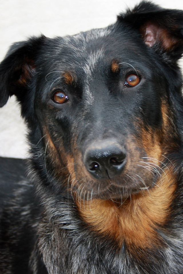 Портрет милого босерона на светлом фоне