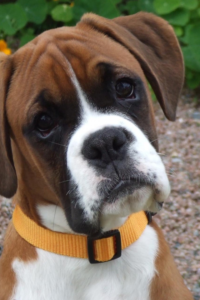 Портрет милого молодого боксёра