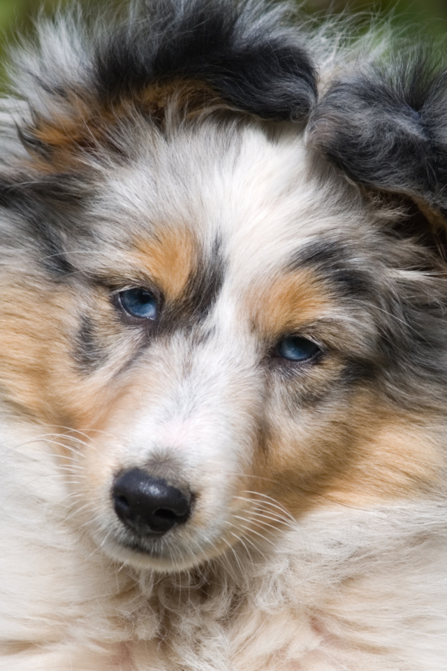 Портрет щенка породы шелти