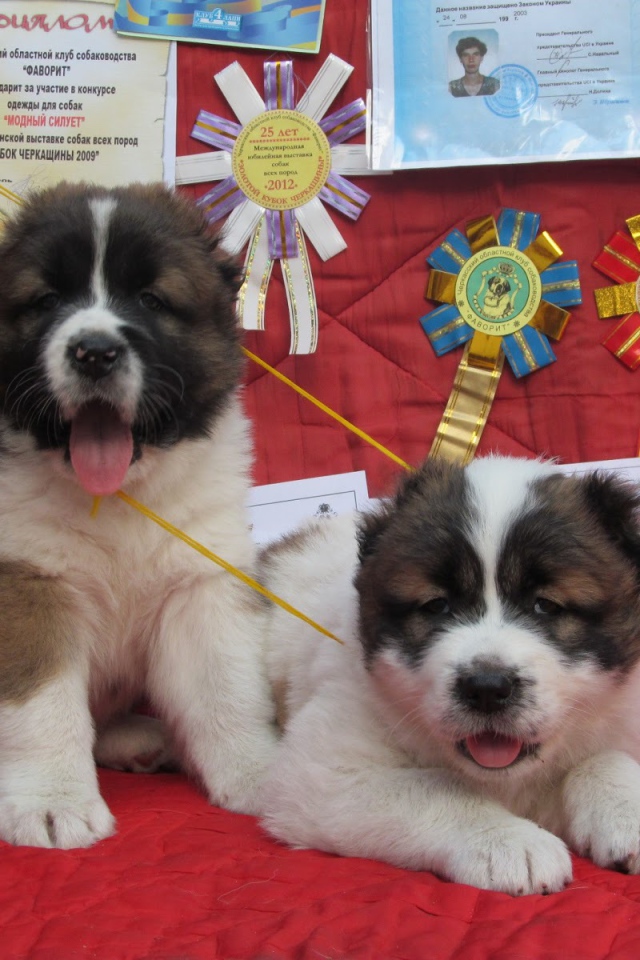 Щенки Кавказской овчарки Победители