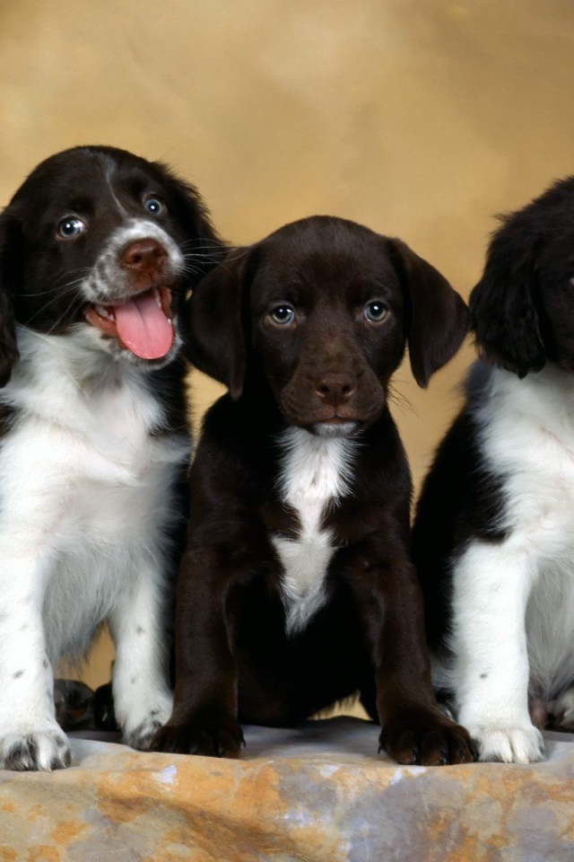 Щенки английского спрингер-спаниеля