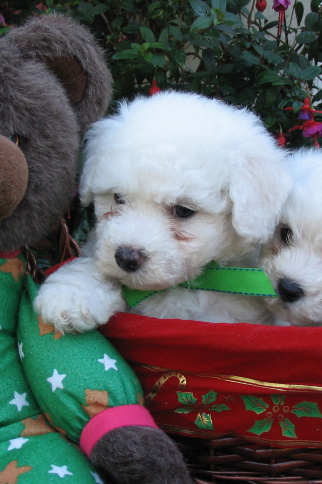 Щенки породы бишон-фриз и мягкая игрушка