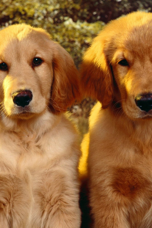 Щенки Золотого терьера