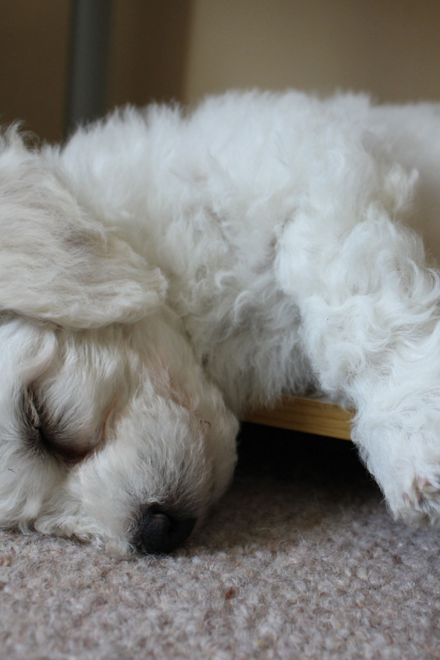 Щенок породы бишон-фриз заснул