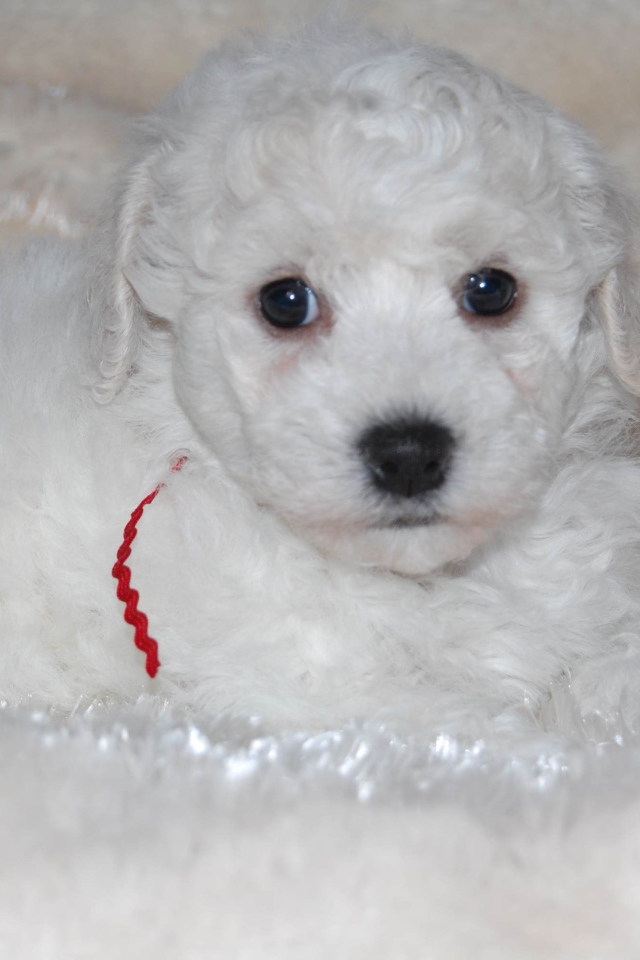 Щенок породы бишон-фриз лежит на белой постели