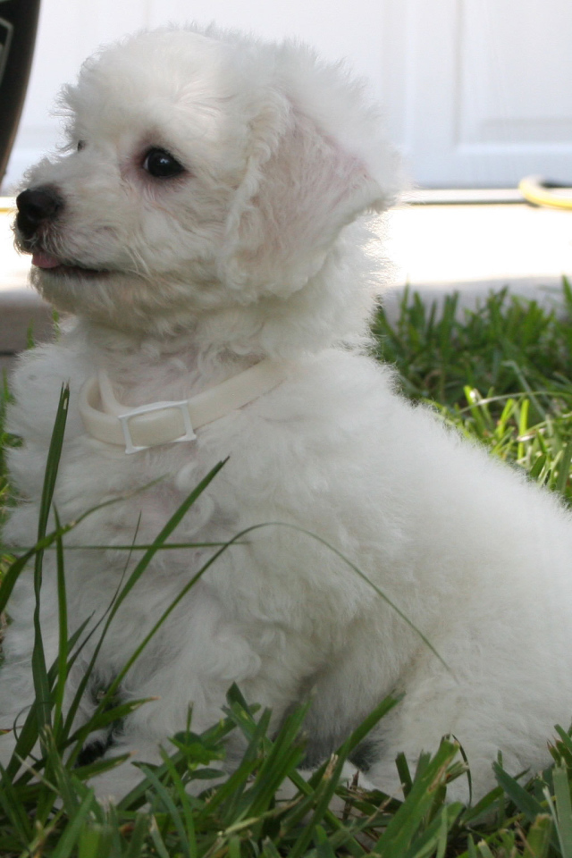 Щенок породы бишон-фриз возле машины