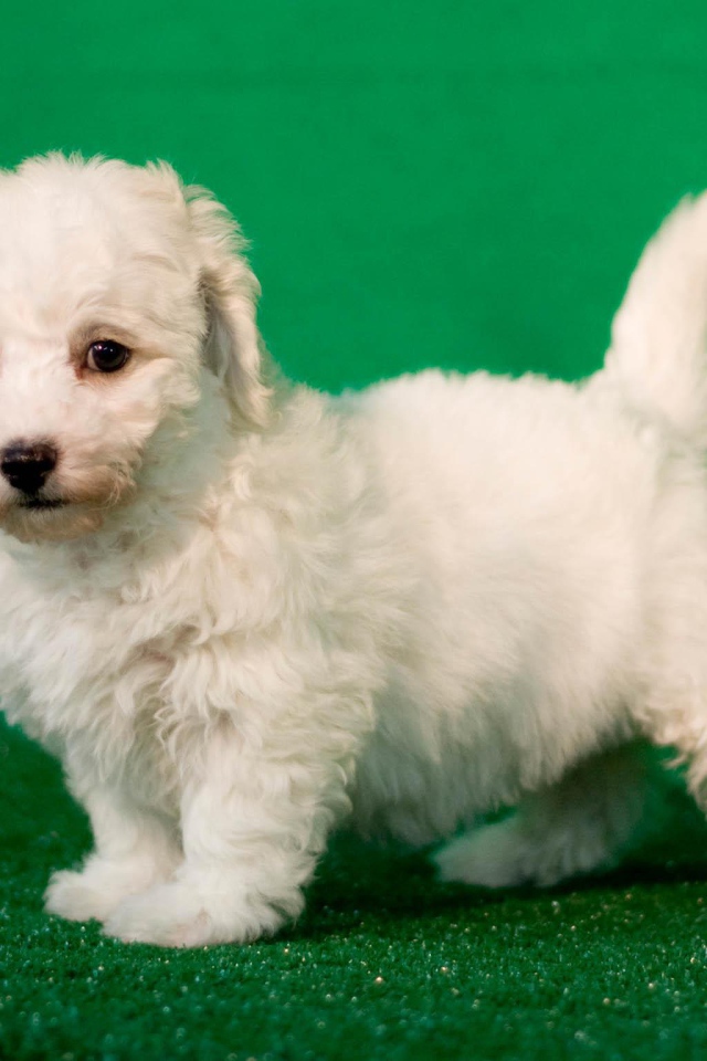 Щенок породы бишон-фриз на зелёном фоне