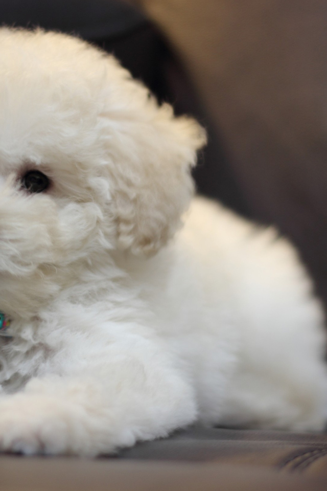 Щенок породы бишон-фриз на кожаном диване