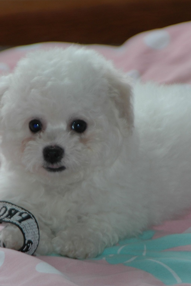 Щенок породы бишон-фриз на кровати
