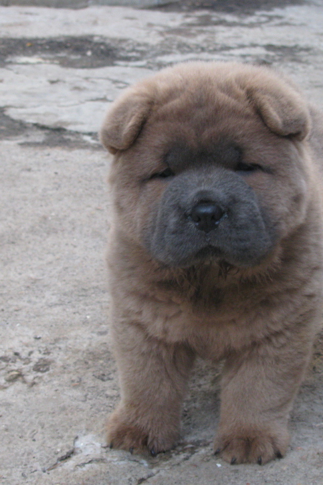 Щенок чау-чау на улице