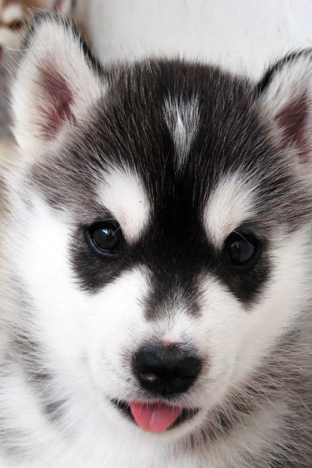 Щенок Сибирский хаски крупным планом