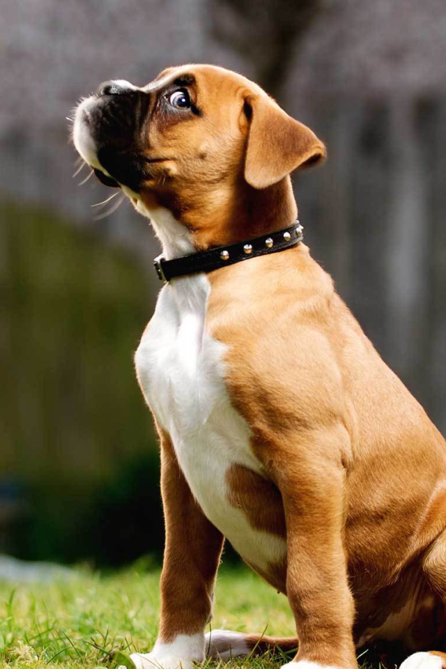 Щенок боксёра косится одним глазом