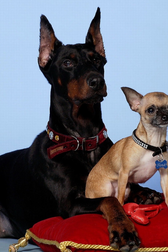 Щенок доберман и его мать