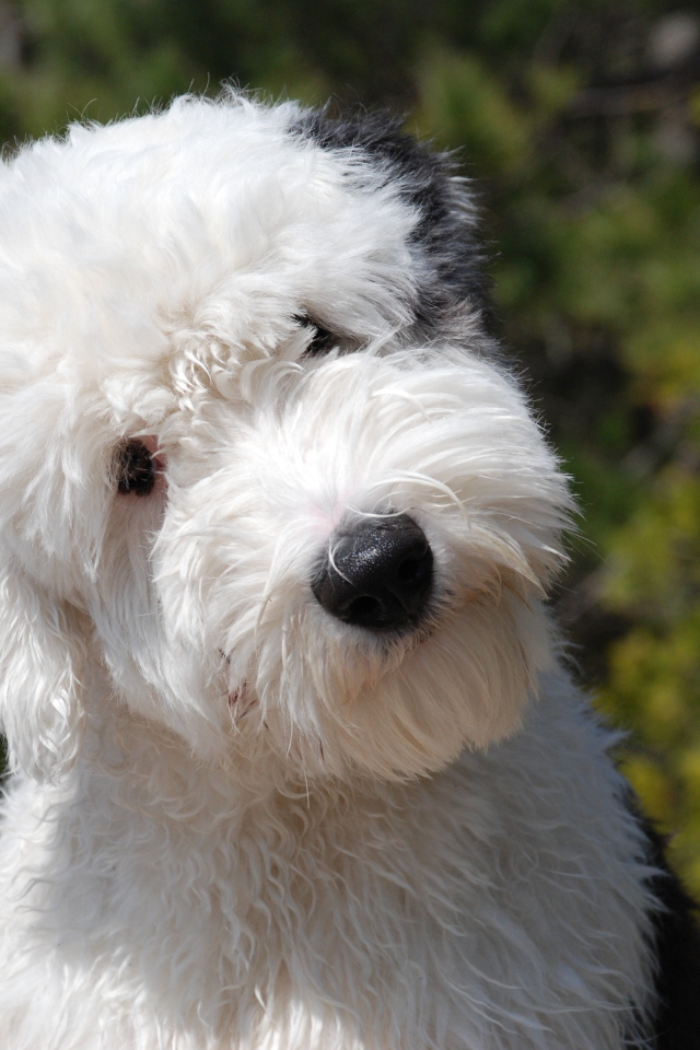 Щенок собаки породы бобтейл