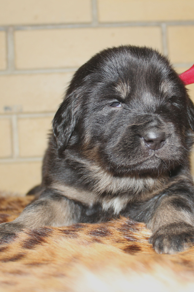 Щенок девочка тибетского мастифа