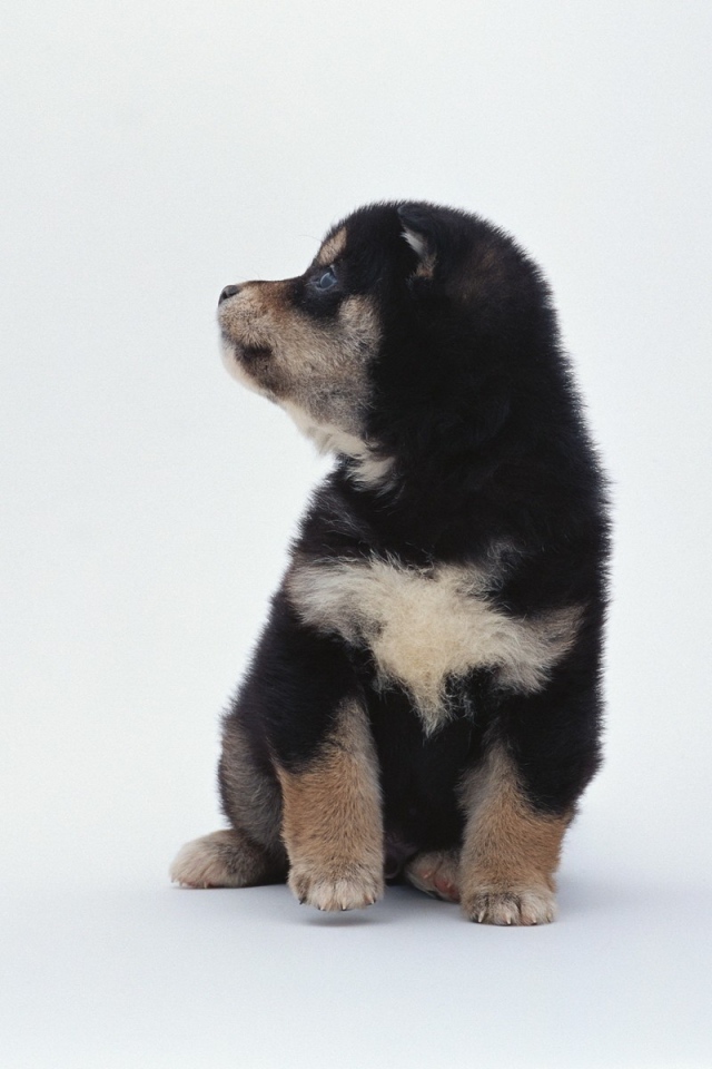 Щенок на белом фоне