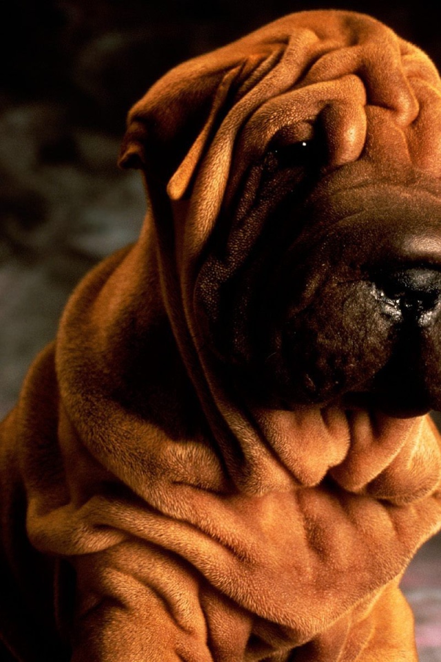 Щенок шарпей на темном фоне