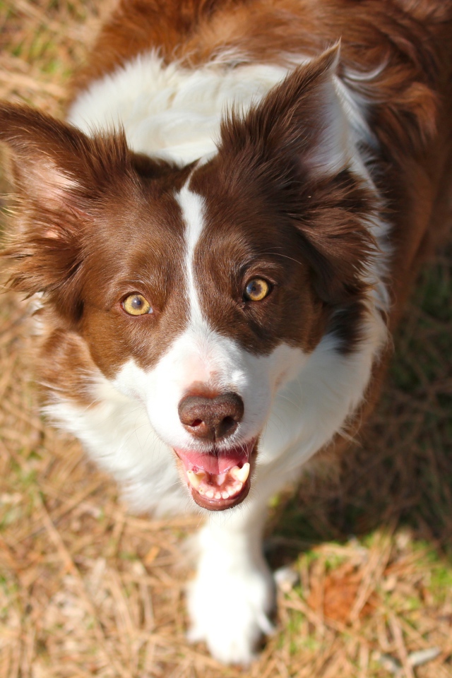 Рыжая бордер-колли смотрит на фотографа