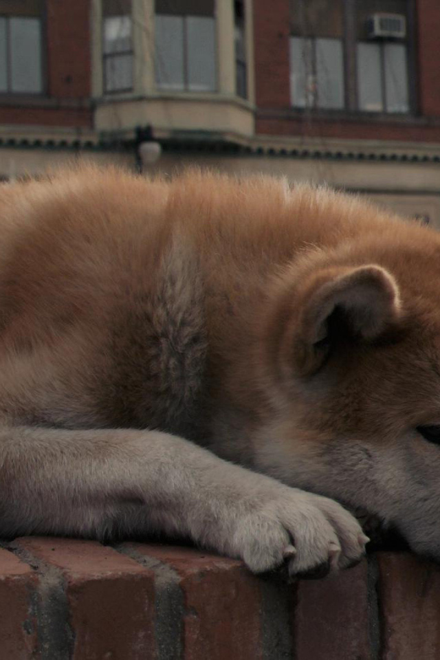 Грустная акита-ину задумалась