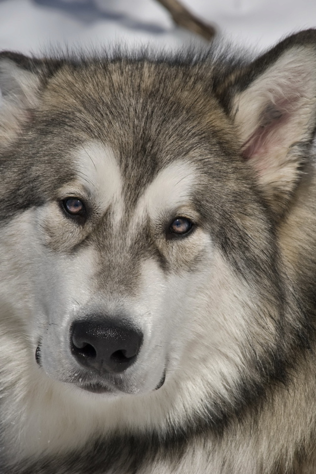 Грустный аляскинский маламут
