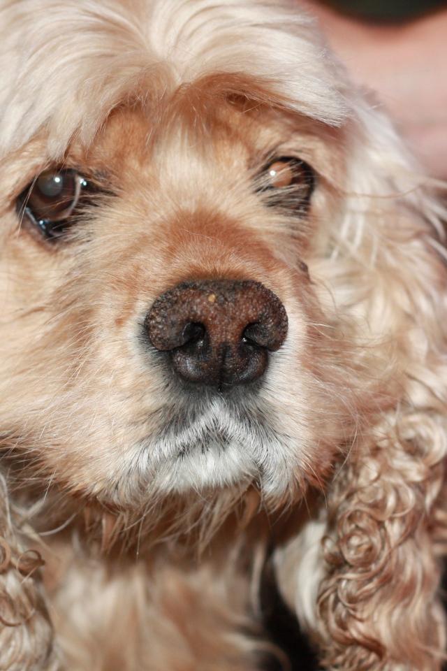 Грустный американский кокер-спаниель