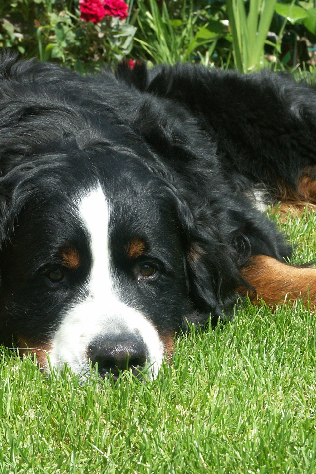 Грустная бернская пастушья собака на траве