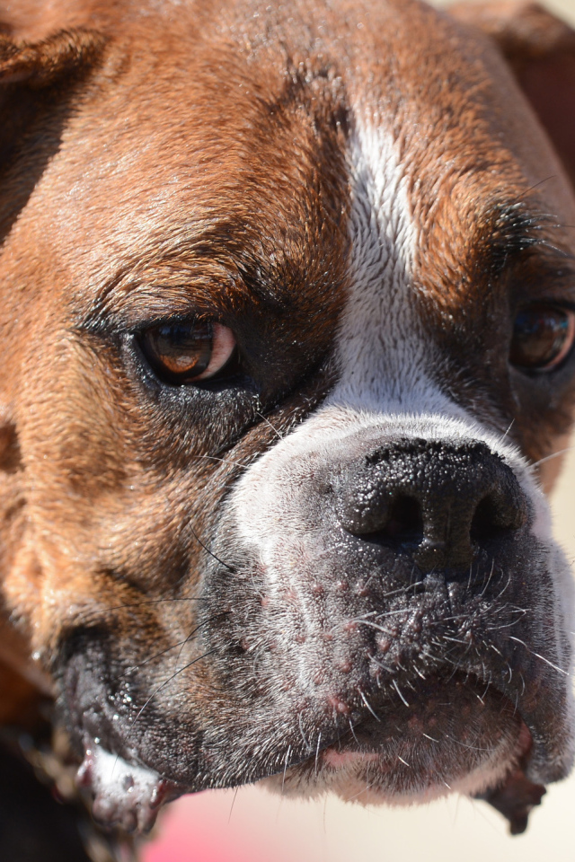 Грустный боксёр что-то увидел