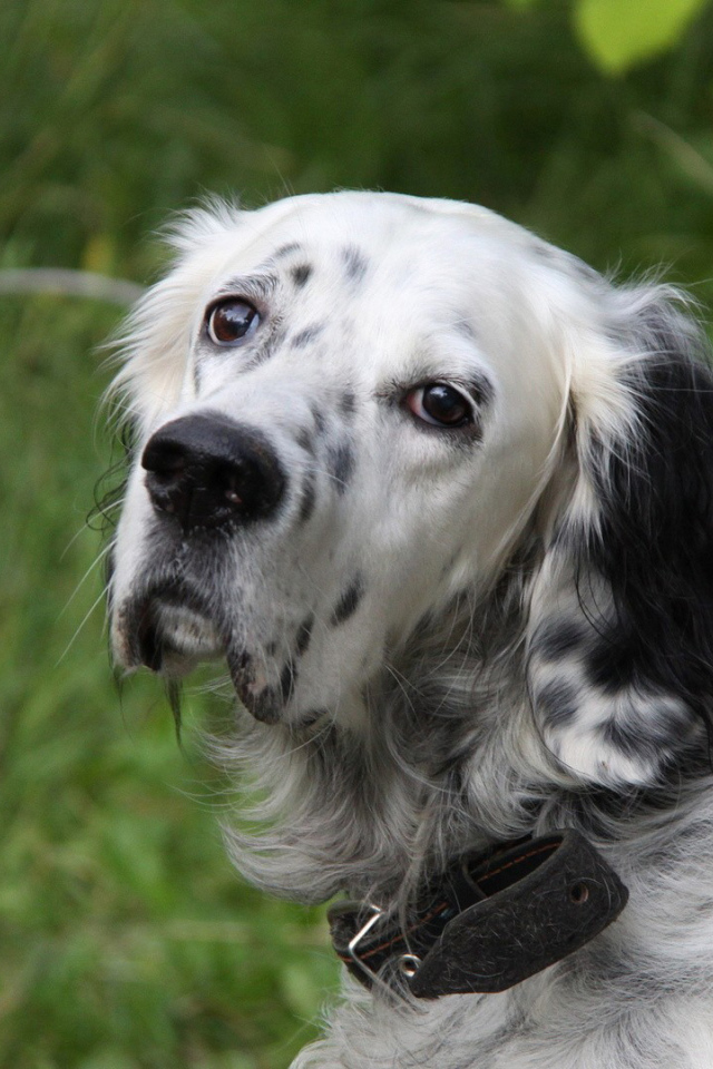Грустный английский сеттер