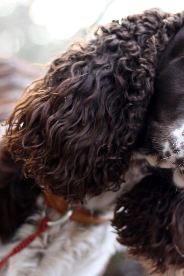 английский кокер-спаниель. ирландский кокель спаниель. русский кокер кокер спаниель. американский кокер спа. кокер пудель белый.