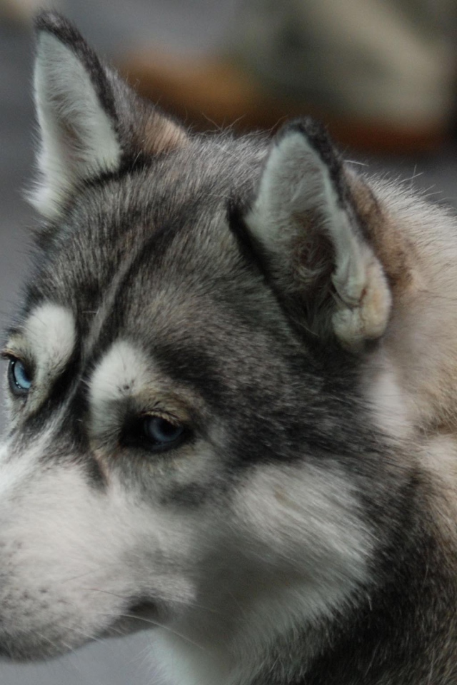 Печальный Сибирский хаски