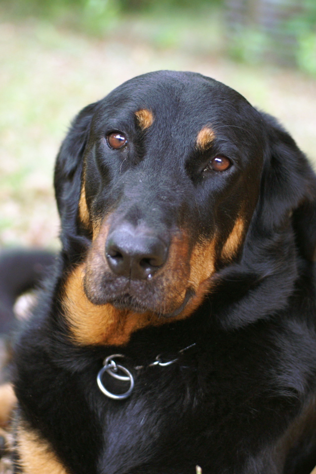 Грустный взрослый босерон лежит на траве