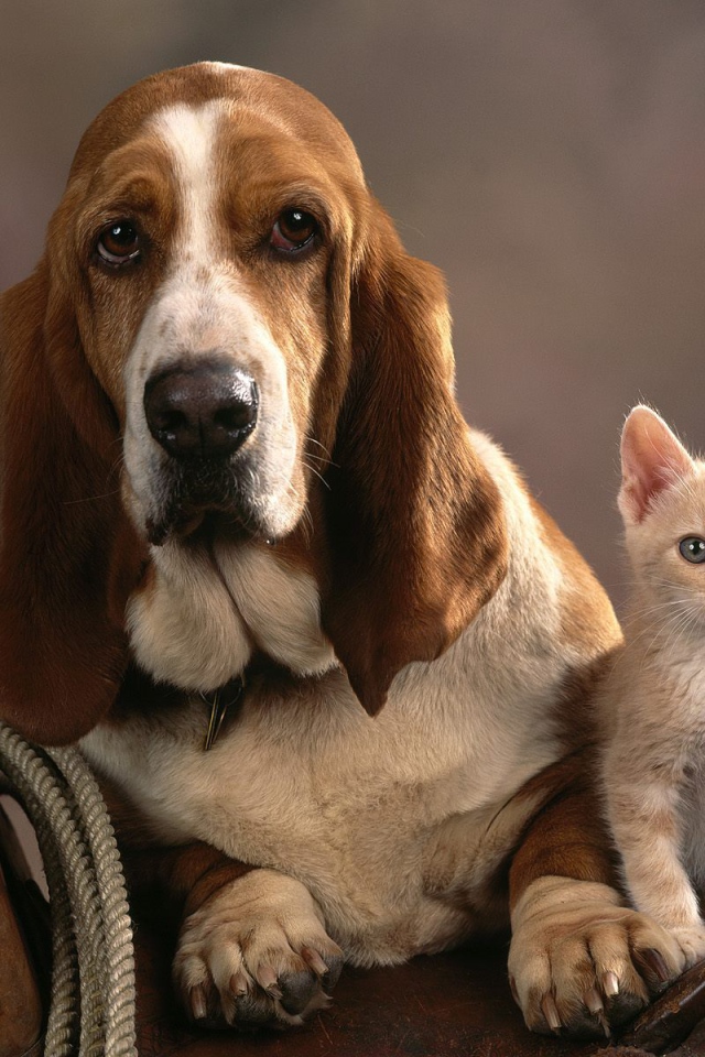 Грустный бассет-хаунд и котёнок