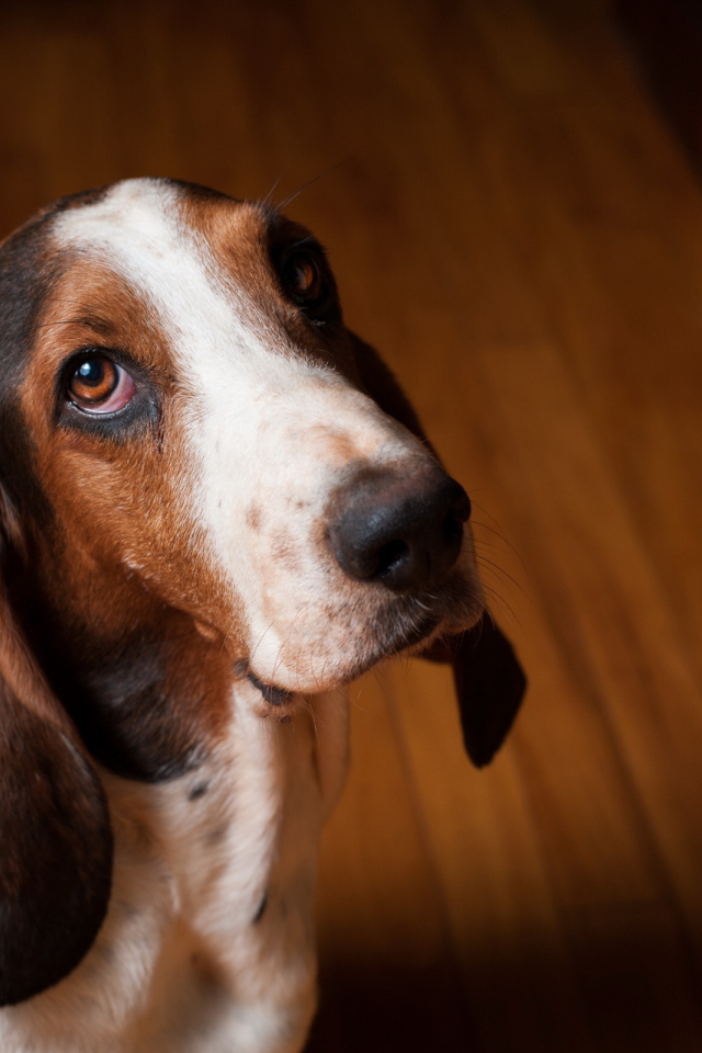 Грустный бассет-хаунд смотрит на фотографа