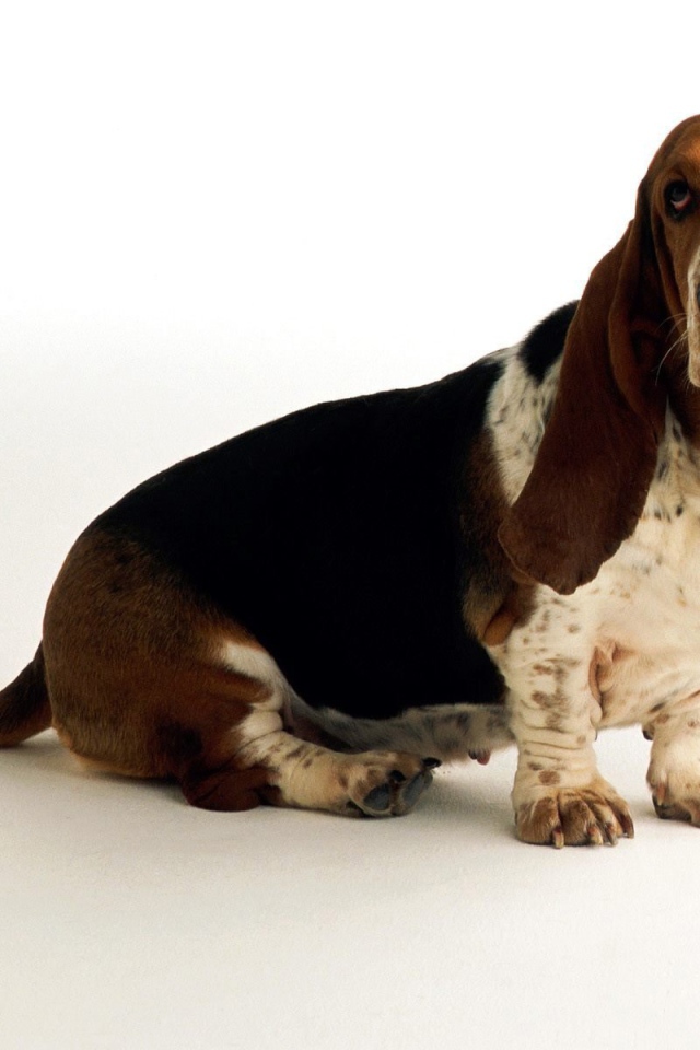 Грустный бассет-хаунд на белом фоне