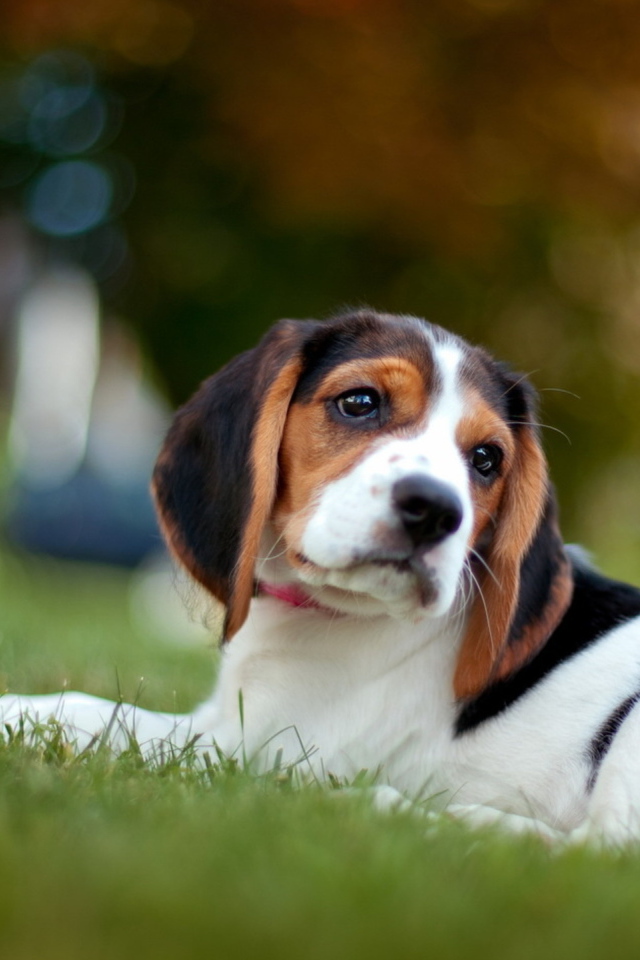 Грустная собака породы бигль лежит на траве