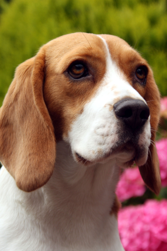 Sad beagle dog on a background of flowers